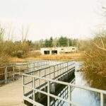 Photo Aluminum roses